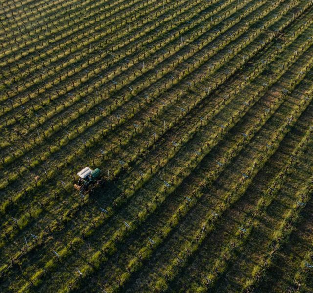 viticulture